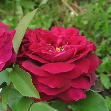 Trandafiri englezești - Trandafiri - Ausvelvet - 